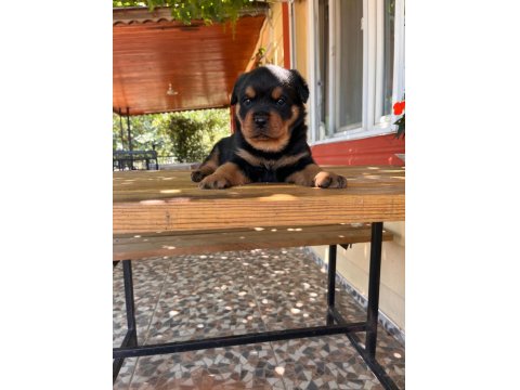 A Kalite Macar Kafa Rottweiler Bebek Köpekler