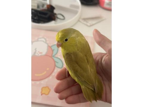 El Besleme Forpus Yavrusu