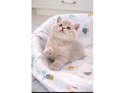 Lilac British Shorthair Denizli