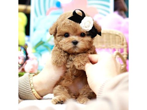 Toy Poodle Yavru Köpekler Ücretsiz Değildir