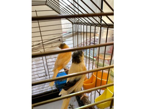 Alman Tepeli Kanarya