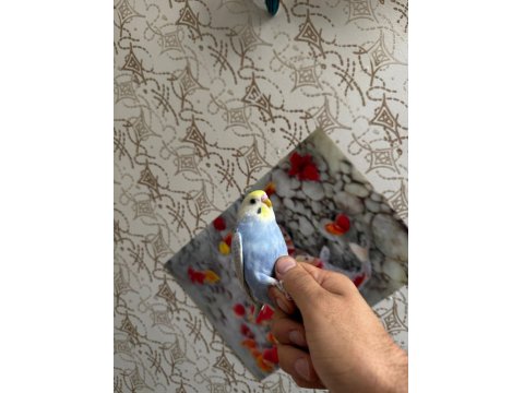 2 Aylık Muhabbet Kuşları Kendi Kuşlarımız