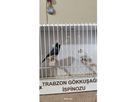 Gökkuşağı İspinozu (Gouldian Finch)