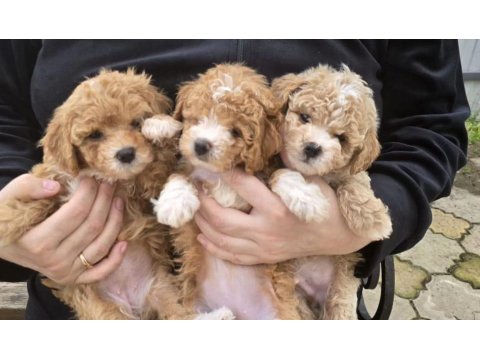 Sevgililer Gününe Özel A Kalite Maltipoo Bebeklerimiz