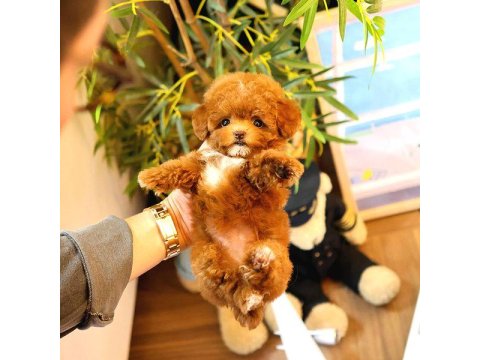 Toy Poodle Cins Yavrularım