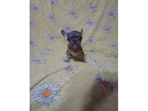 Egzotik French Bulldog Köpeğimiz