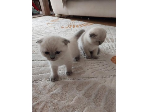 Kedimize Yeni Yuva Aranıyor