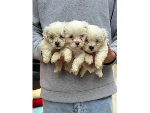 A Kalite Maltipoo Yavruları