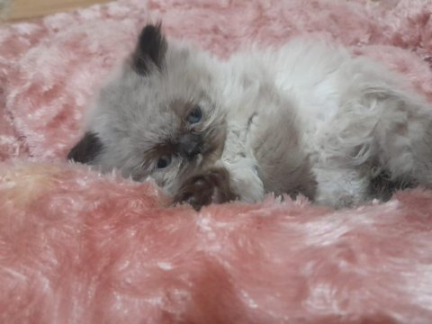 İran Kedisi Yavrularımız Rezerveye Açılmıştır