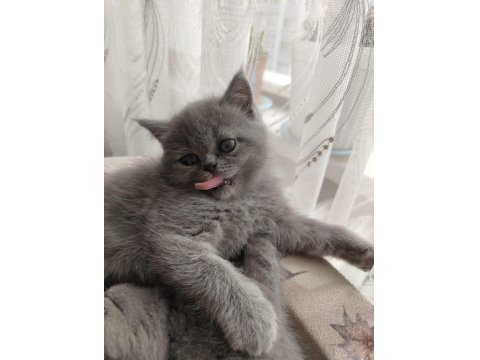 50 Günlük British Kızlarımız