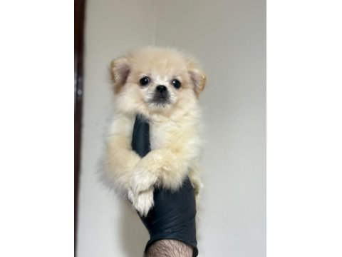 Pomeranian Bebeklerimiz Yuvasını Arıyor