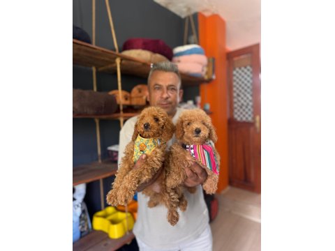 Poodle Bebeklerimiz İçin Acele Edin