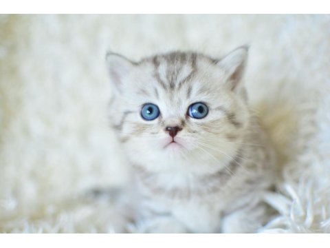 Plus Kalitede Siilver Ns24 British Shorthair