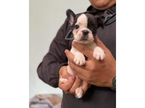 French Bulldog Köpekleri