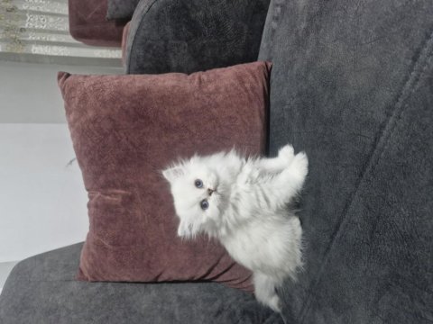 Deniz Gözlüm British Longhair (Ücretli)