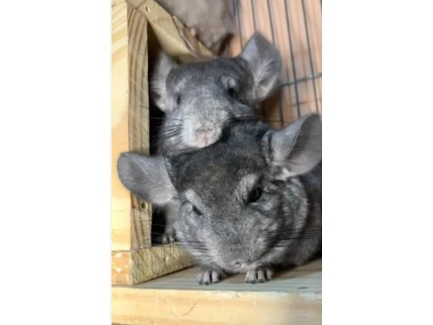 Chinchilla (Çinçila) Erkek Yavru