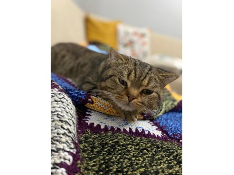 Trabzon İçi Sahiplendirilecek Kedimiz Paşa