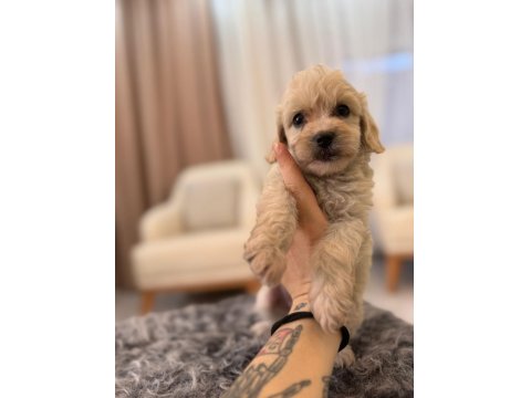 2 Aylık Maltipoo