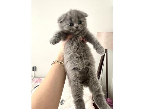 Ayı Surat Top Kafa Bebek Kediler