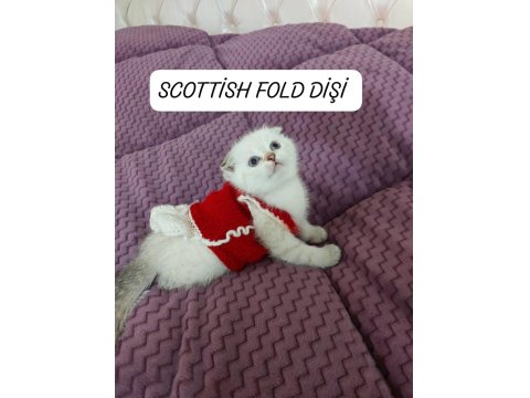Scottish Fold Prenses Hazır