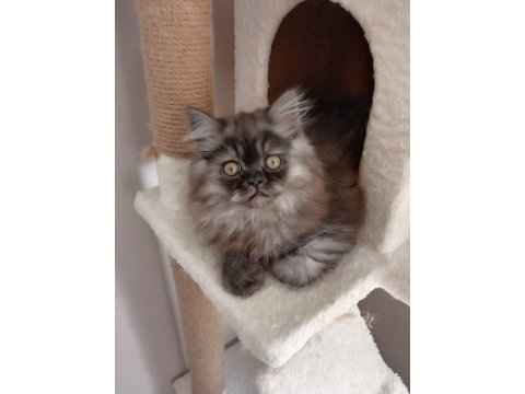 Orjinal Ev İran Kedisi