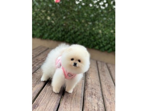 Dişi Ve Erkek Teddy Bear Garantili Pomeranian
