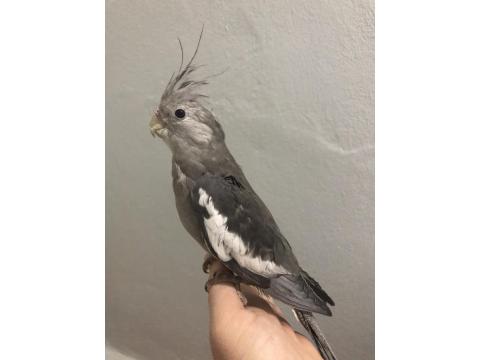 Yavru Sultan Papağanları