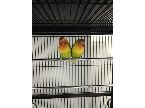 Eş Tutmuş Yavru Alınmış Dişi + Erkek Cennet Papağanı Isırmaz