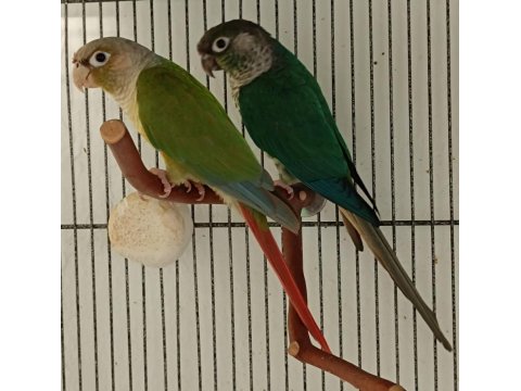 Dna Belgeli Konur Papağanı Takım 81 İle Gönderim Vardır