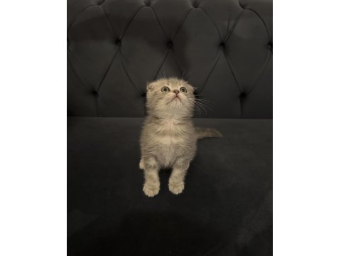 Safkan Scottish Fold Yavrular Ayı Surat 2 Aylık