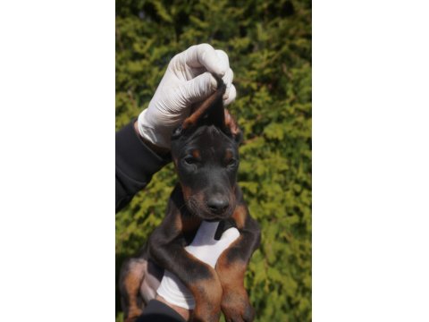 A Scr Safkan Doberman Yavru Köpekler