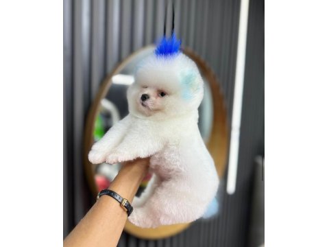 2 Buçuk Aylık Pomeranian