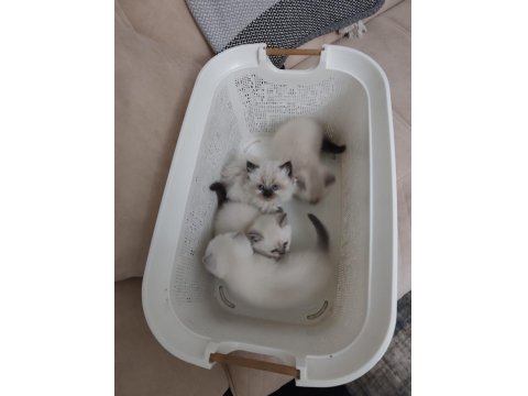 Maviş Kediler Yeni Yuvalarını Arıyor