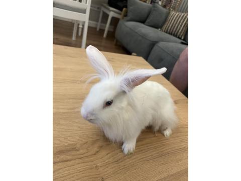 Mini Lop Tavşan 6 Ocak 2026 Doğumlu