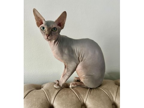 7,5 Aylık Erkek Sfenks