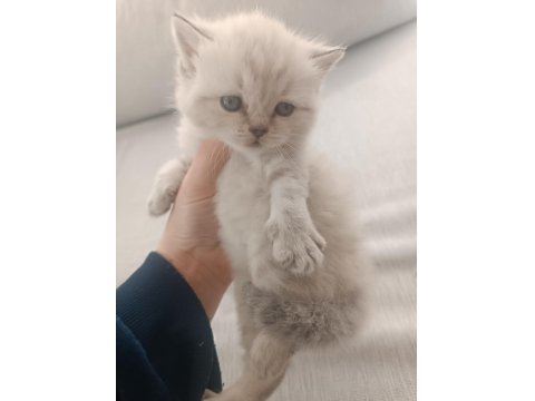 British Longhair Scottish Fold Kedimiz