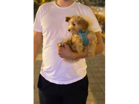 Maltipoo Dişi Köpeği