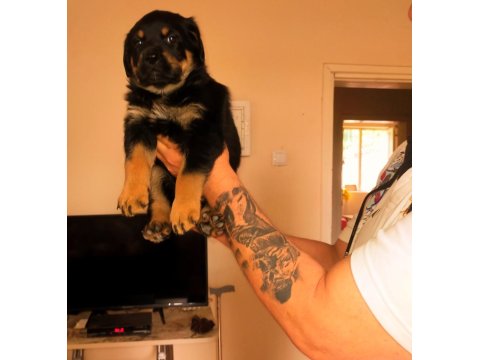 Safkan Dişi Rottweiler Yavrular