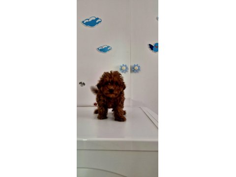 Orijinal Toy Poodle Değerlendirmeden Geçmeyin