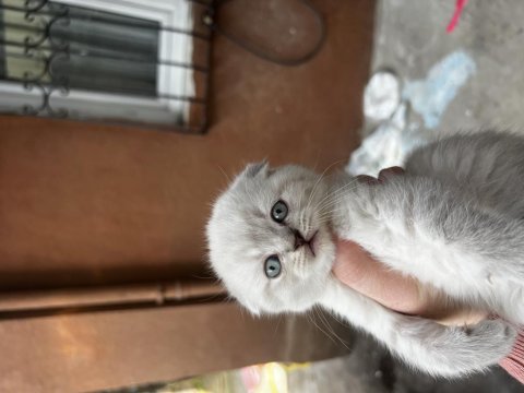 Scottish Fold Blue Point Yavrularım