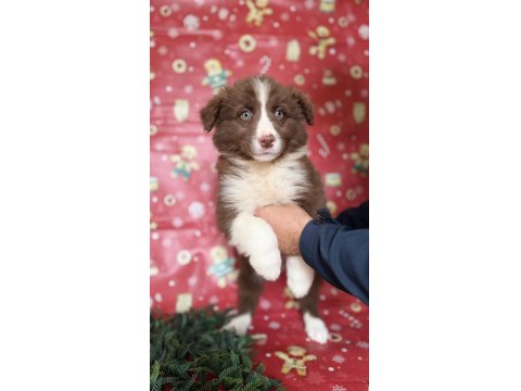 Border Collie Yavruları - Zeka, Sadakat Ve Enerji