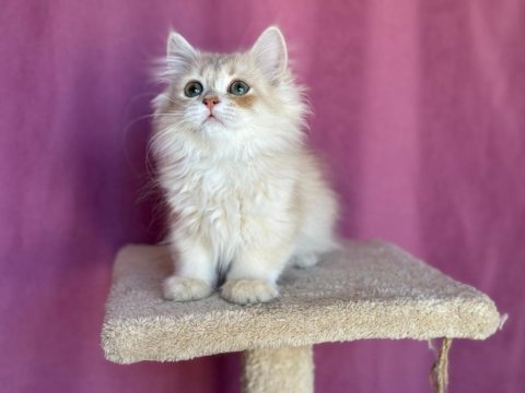 British Longhair Oğlum Yeni Yuvasına Gitmeyi Bekliyor