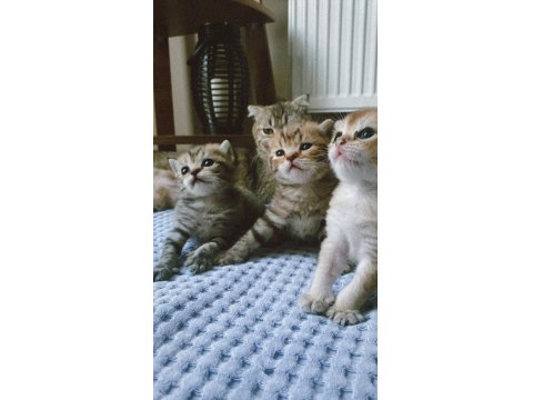 British Yavru Kediler