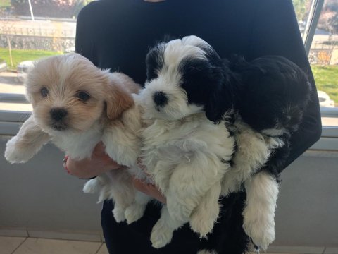 Morkie Özel Irk Yavrular