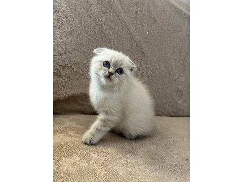 Scottish Fold Erkek Bebek