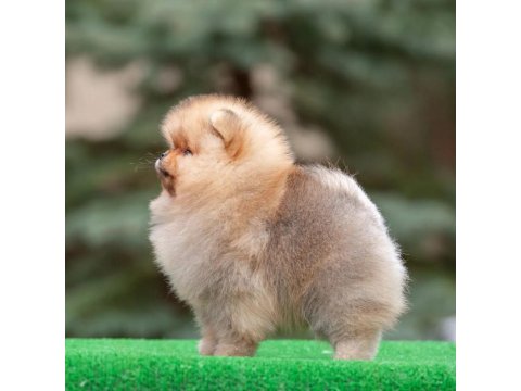 Ayı Surat Pomeranian Yavruları