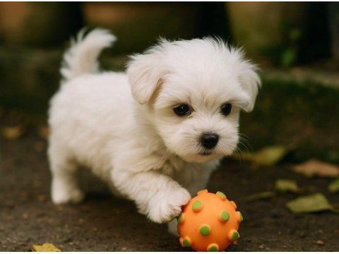 Maltese Terrier Yavrularımız Sağlık Ve Irk Garantili