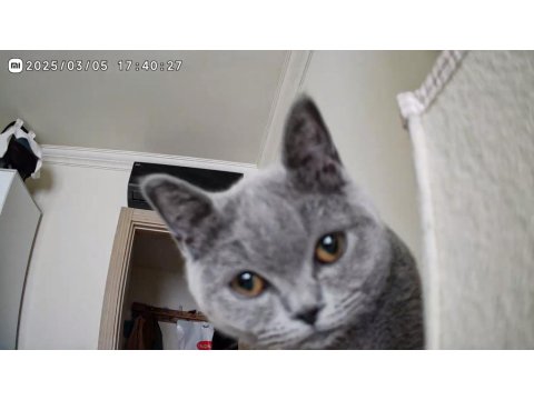 Turşu Kız British Shorthair 7 Aylık Her Şeyi Tam