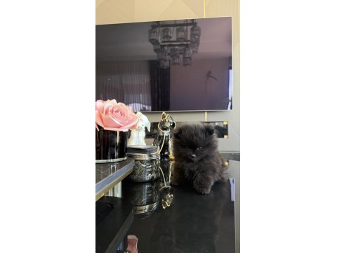 Siyah Nadir Renk Pomeranian