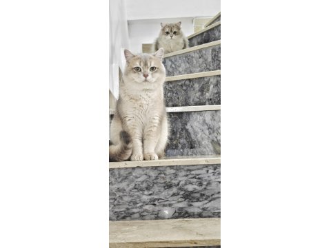 Safkan British Shorthair Ay11 Erkek